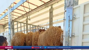 Hayvan nakli yapan ara&ccedil;lar denetlendi