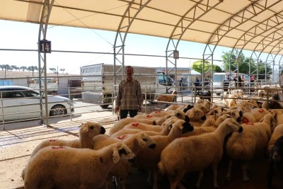 Hayvan pazarında kurbanlıklar alıcılarını bekliyor