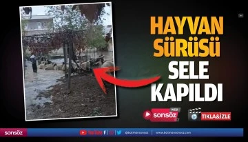 Hayvan s&uuml;r&uuml;s&uuml;, sele kapıldı