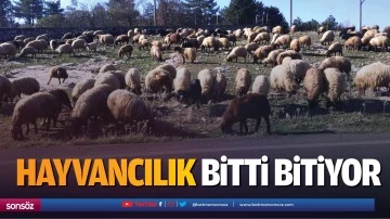 Hayvancılık bitti bitiyor