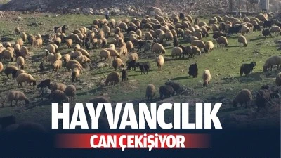 Hayvancılık can &ccedil;ekişiyor