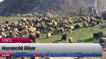 Hayvancılık &ouml;l&uuml;yor
