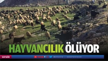 Hayvancılık &ouml;l&uuml;yor