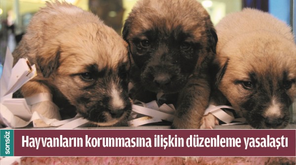 HAYVANLARIN KORUNMASINA İLİŞKİN D&Uuml;ZENLEME YASALAŞTI