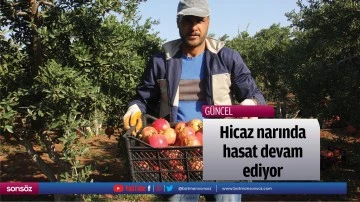 Hicaz narında hasat devam ediyor