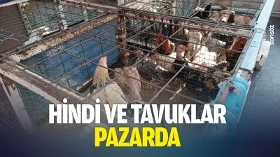 Hindi ve tavuklar pazarda