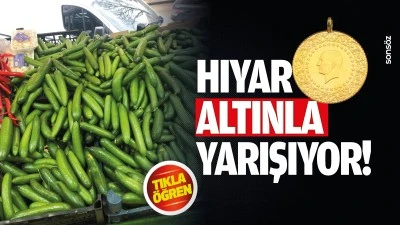 Hıyar altınla yarışıyor!