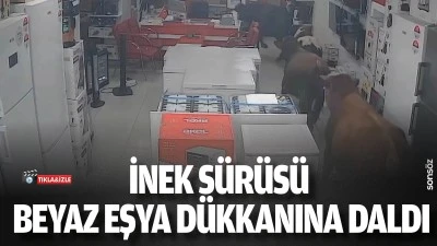 İnek s&uuml;r&uuml;s&uuml;, beyaz eşya d&uuml;kkanına daldı