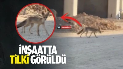 İnşaatta tilki g&ouml;r&uuml;ld&uuml;
