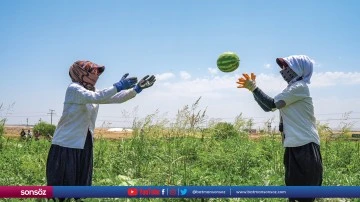 İş&ccedil;iler karpuz hasadı i&ccedil;in tarlada ter d&ouml;k&uuml;yor