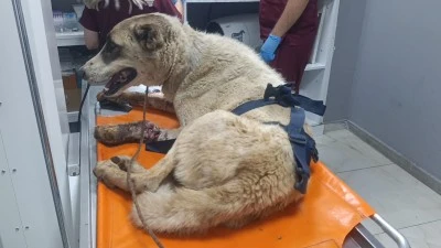 İslahiye'de yaralı halde bulunan sahipsiz k&ouml;pek tedaviye alındı