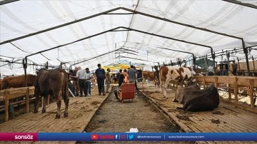 İstanbul'da kurban satışları s&uuml;r&uuml;yor