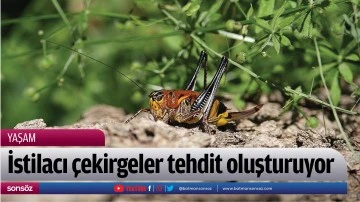 İstilacı &ccedil;ekirgeler tehdit oluşturuyor