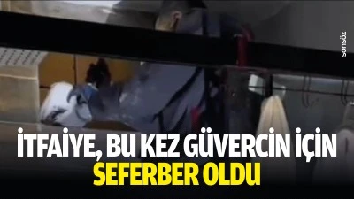 İtfaiye, bu kez g&uuml;vercin i&ccedil;in seferber oldu