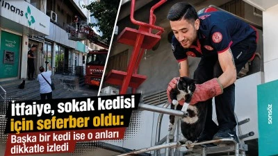 İtfaiye, sokak kedisi i&ccedil;in seferber oldu