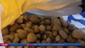 İzinsiz salep soğanı toplayana ceza kesildi