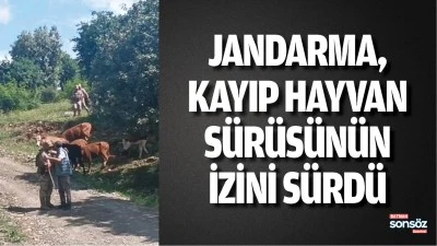 Jandarma, kayıp hayvan s&uuml;r&uuml;s&uuml;n&uuml;n izini s&uuml;rd&uuml;