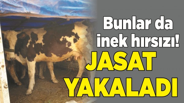JASAT, İNEK HIRSIZLARINI YAKALADI!