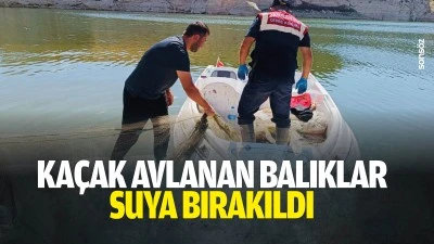 Ka&ccedil;ak avlanan balıklar, suya bırakıldı