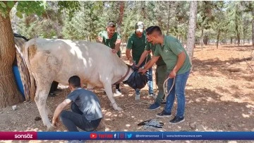 Ka&ccedil;an 12 kurbanlık yakalanarak sahiplerine teslim edildi
