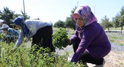 Kadın emeğiyle yetişen tıbbi ve aromatik bitkilerde ilk hasat yapıldı