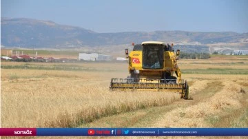 Kahramankazan'da arpa hasadı başladı