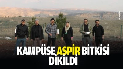 Kamp&uuml;se aspir bitkisi dikildi