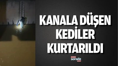Kanala D&uuml;şen Kediler Kurtarıldı
