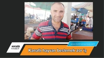 Kanatlı hayvan beslemek zor iş