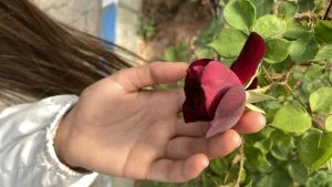 Karag&uuml;lde hasat başladı 