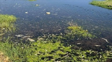 Karasu Deresinde Toplu Balık &Ouml;l&uuml;mleri! &Ccedil;evre İnceleme Başlattı