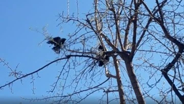 Kargaların saldırdığı kedi ağa&ccedil;ta mahsur kaldı 