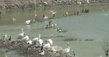 Kars Barajı pelikan s&uuml;r&uuml;s&uuml;n&uuml; ağırlıyor