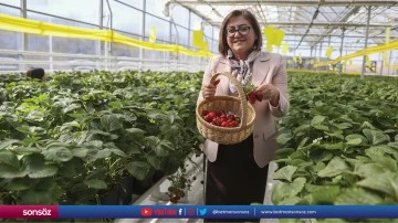 Katı atık tesisinde &uuml;retilen &ccedil;ilekler 65 yaş &uuml;st&uuml;ne &uuml;cretsiz