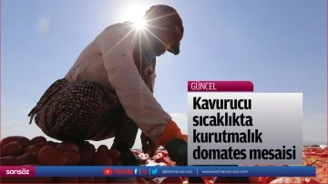 Kavurucu sıcaklıkta kurutmalık domates mesaisi