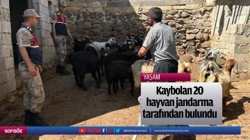 Kaybolan 20 hayvan jandarma tarafından bulundu