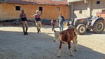Kaybolan b&uuml;y&uuml;kbaş hayvan jandarma tarafından bulundu
