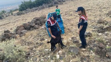 Kaybolan ke&ccedil;iyi jandarma buldu