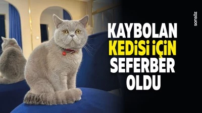 Kaybolan kedisi i&ccedil;in seferber oldu 