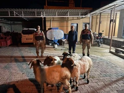 Kaybolan k&uuml;&ccedil;&uuml;kbaş hayvanlar jandarma tarafından bulundu