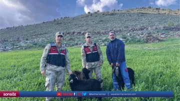 Kaybolan k&uuml;&ccedil;&uuml;kbaş hayvanlar jandarma tarafından bulundu