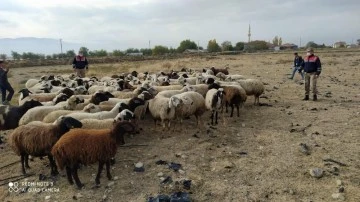 Kaybolan k&uuml;&ccedil;&uuml;kbaş hayvanlar jandarma tarafından bulundu
