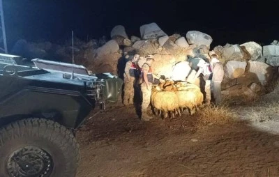 Kaybolan k&uuml;&ccedil;&uuml;kbaş hayvanlar jandarma tarafından bulundu