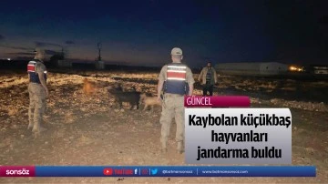 Kaybolan k&uuml;&ccedil;&uuml;kbaş hayvanları jandarma buldu