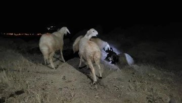 Kaybolan k&uuml;&ccedil;&uuml;kbaş hayvanlarını jandarma buldu