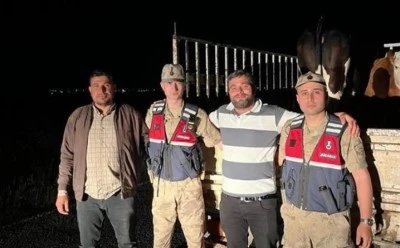 Kaybolan kurbanlık 2 tosunu jandarma buldu