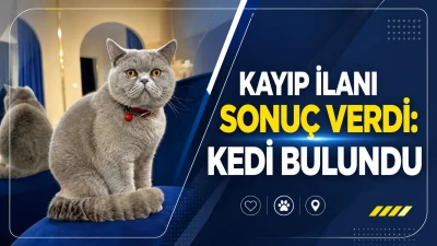 Kayıp ilanı sonu&ccedil; verdi: Kedi bulundu