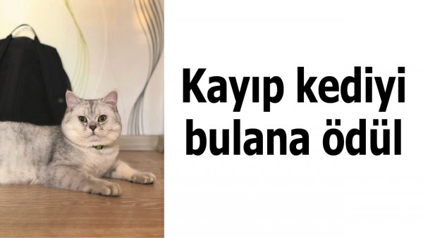 KAYIP KEDİYİ BULANA &Ouml;D&Uuml;L