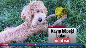 Kayıp k&ouml;peği bulana &ouml;d&uuml;l var