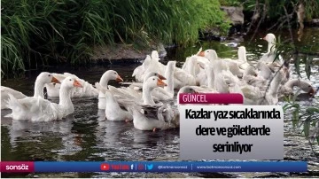 Kazlar yaz sıcaklarında dere ve g&ouml;letlerde serinliyor